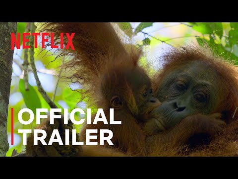 Trailer thumbnail